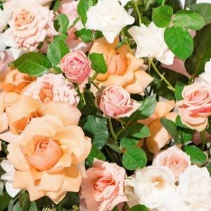 Meet your Posher, Cinthia